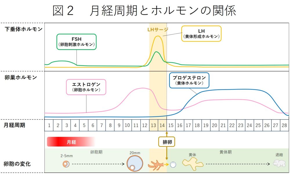 月経周期とホルモンの関係の図