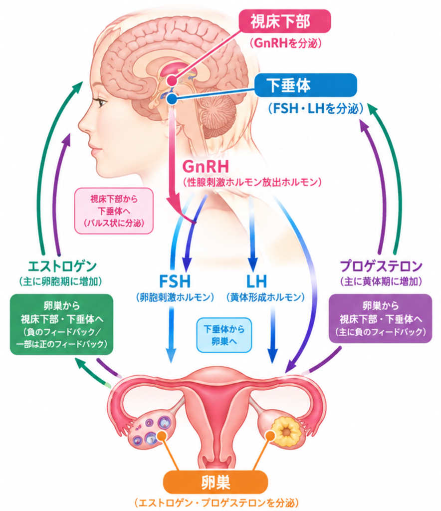 排卵誘発剤とは？｜それぞれの薬剤の種類と特徴